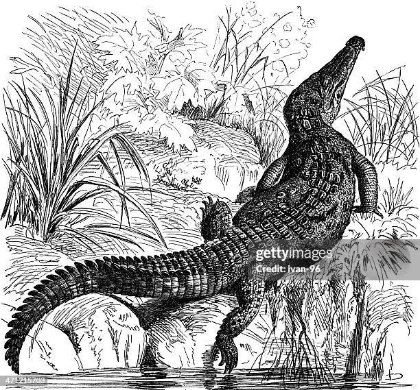 crocodile - crocodile 幅插畫檔、美工圖案、卡通及圖標