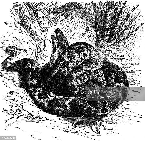 Illustrations, cliparts, dessins animés et icônes de Python Strangle ...