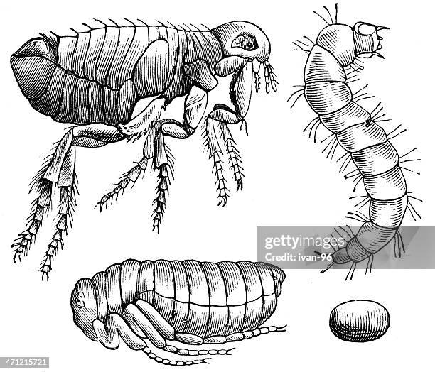 ilustrações de stock, clip art, desenhos animados e ícones de pulga - exoesqueleto de animal