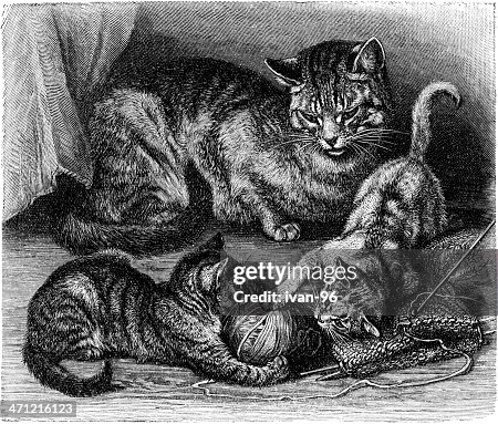 Cat Cat