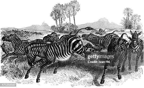zebras - lions running stock illustrations