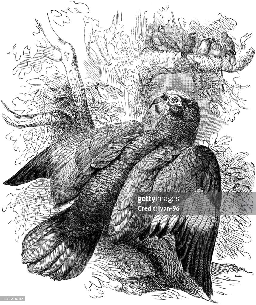 Amazzone corona lilla