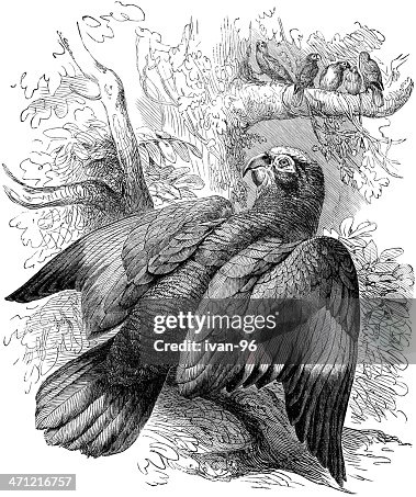 Amazon parrot Amazon parrot