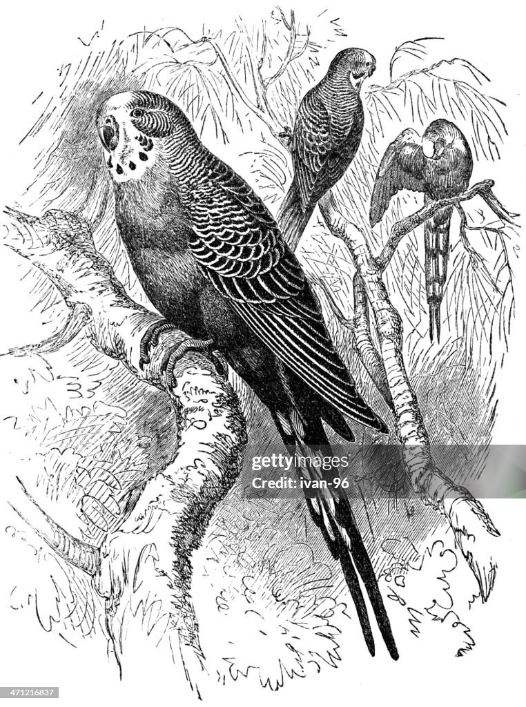 Shell parakeet