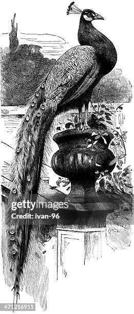 peacock - peacock stock illustrations