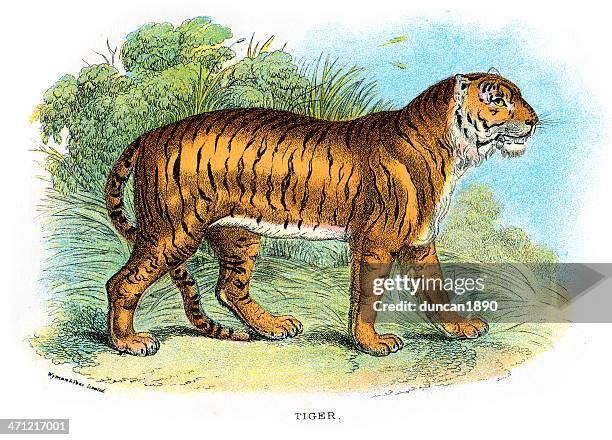 stockillustraties, clipart, cartoons en iconen met tiger (panthera tiger) - tijgerprint
