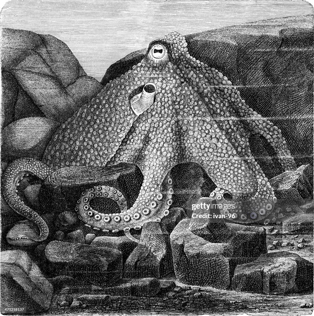 Octopus