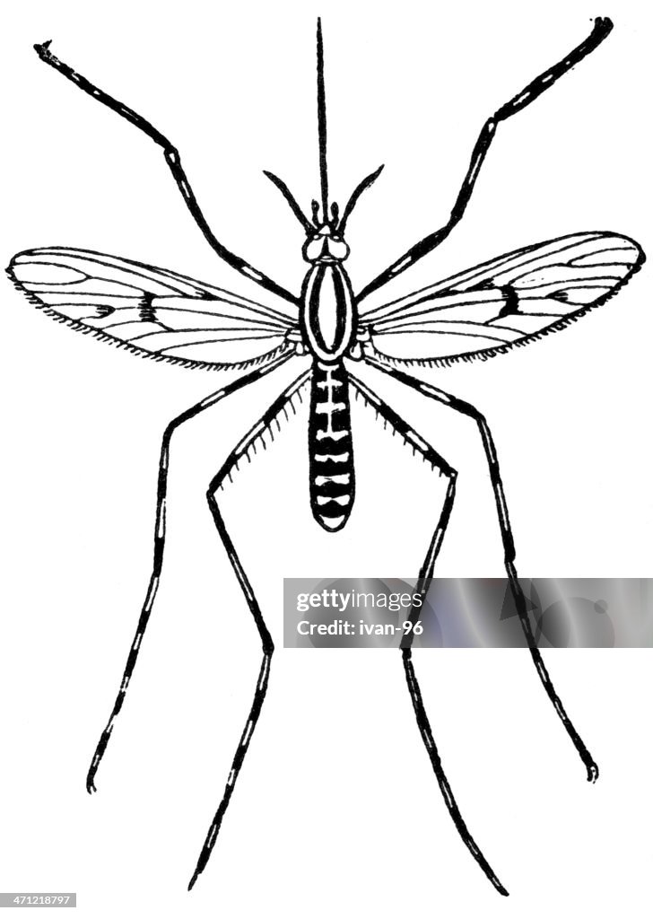 Mosquito