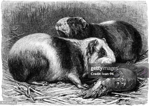 guinea meerschweinchen - guinea pig stock-grafiken, -clipart, -cartoons und -symbole