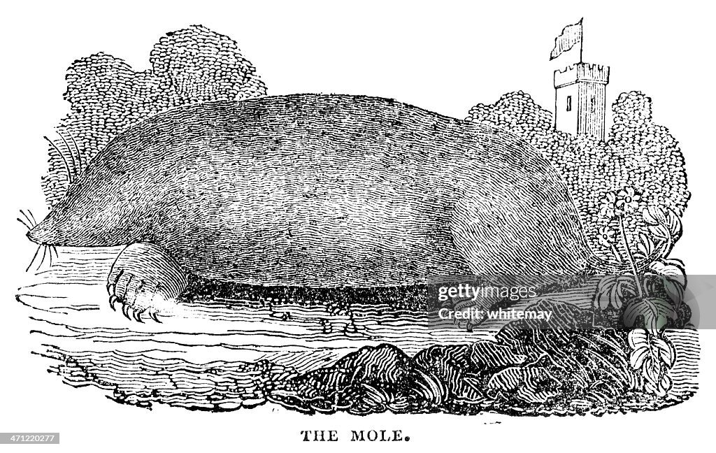 Woodcut from 1833 - Mole
