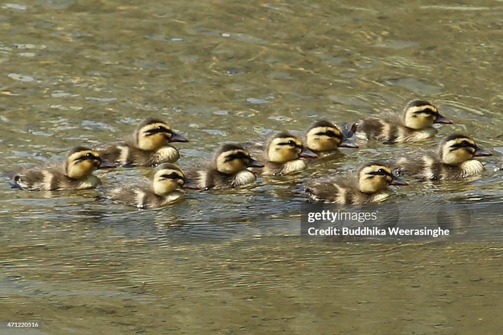 Newly Born Ducklings Bring Spring Scene In Himeji
