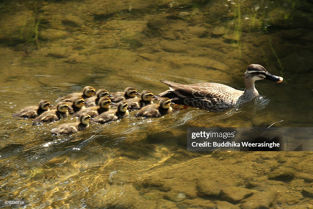 Newly Born Ducklings Bring Spring Scene In Himeji