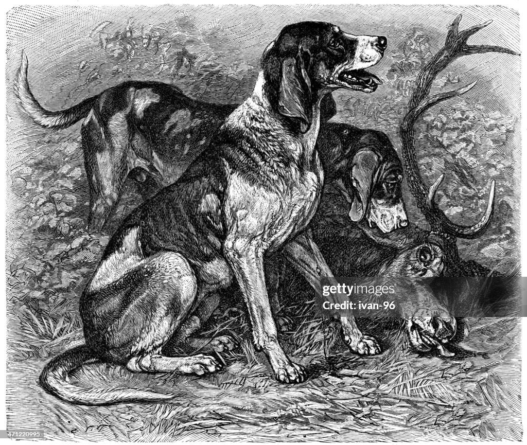 Deerhound
