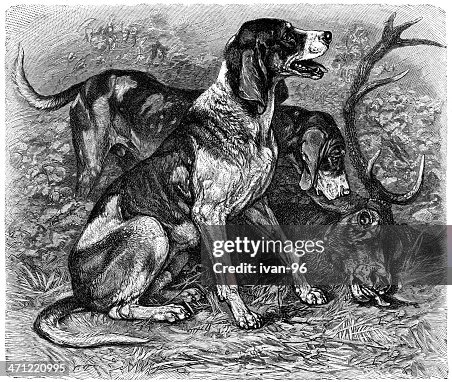 Deerhound Deerhound
