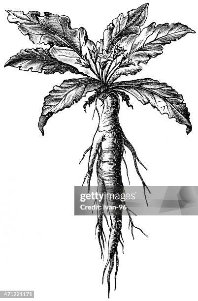 devil's apple - mandrake root stock illustrations