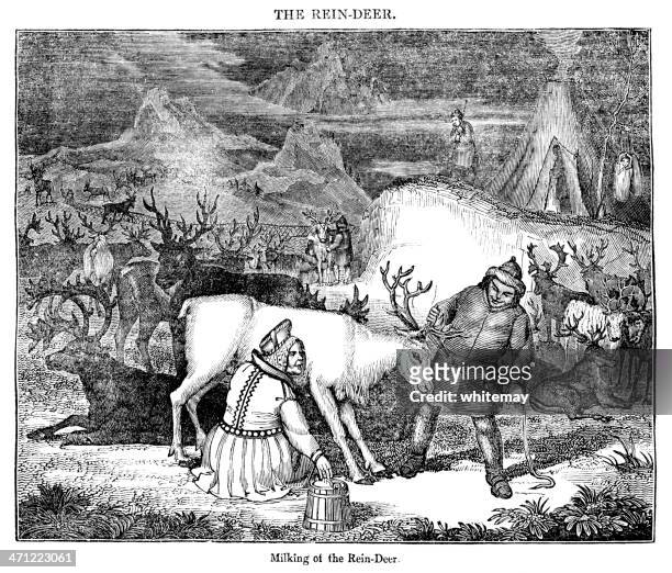stockillustraties, clipart, cartoons en iconen met milking reindeer - 19th century illustration - scandinavian descent