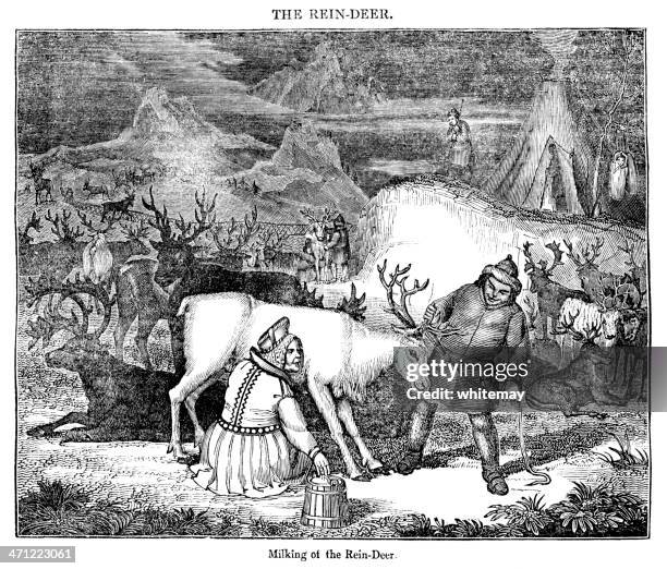 milking reindeer - 19th century illustration - sami stock illustrations