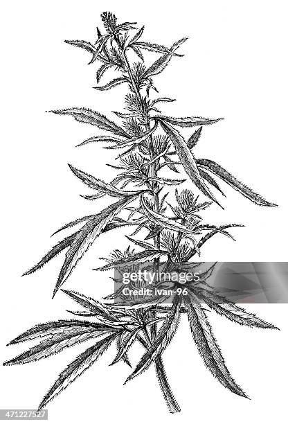 marijuana plant - reggae stock illustrations