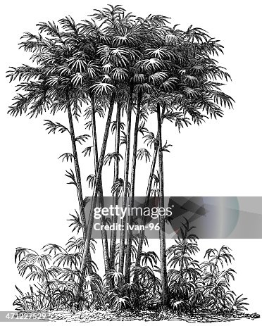 Bamboo trees Bamboo trees