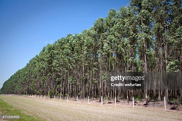 eucalyptus plantation - gum tree stock pictures, royalty-free photos & images