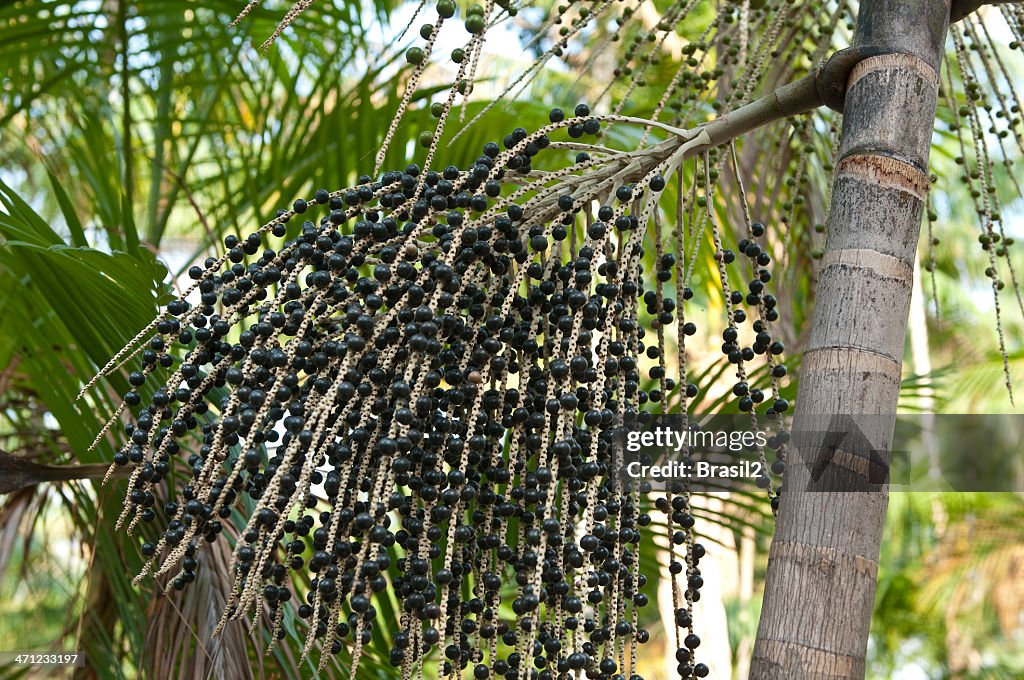 Açai Palm tree