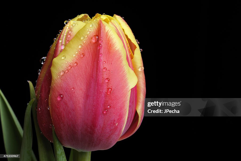 Plano aproximado de uma Tulipa vermelha e amarela sobre fundo preto