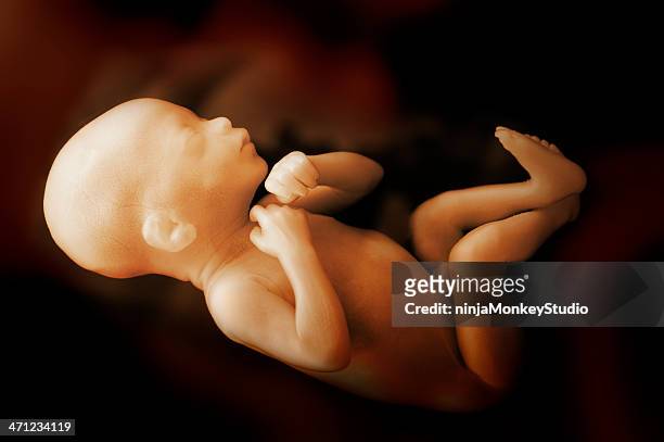 menschliche baby im womb - fötus stock-fotos und bilder