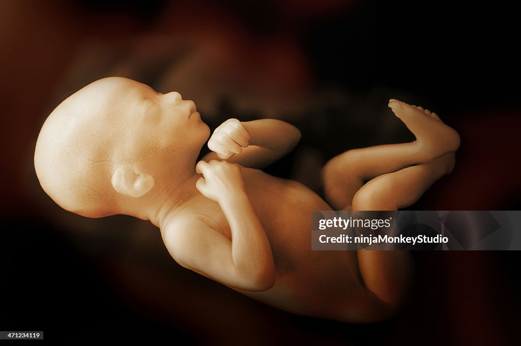 Human Baby in the Womb