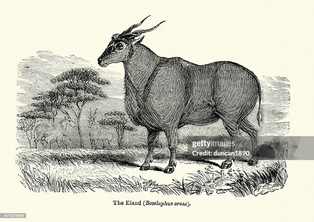 Eland
