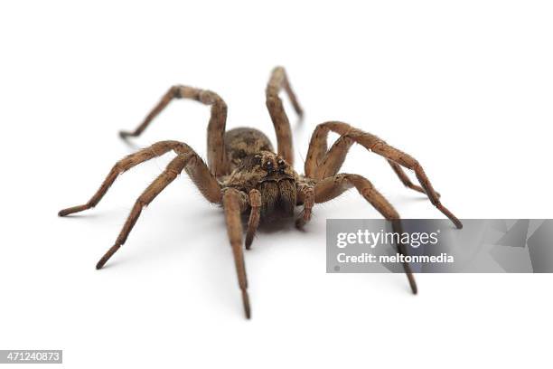 large tarantula on white surface - tarantula stockfoto's en -beelden