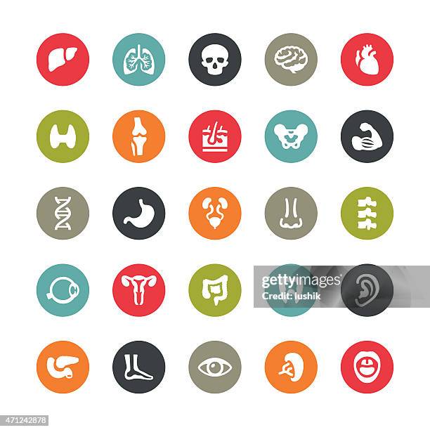 ilustraciones, imágenes clip art, dibujos animados e iconos de stock de cuerpo humano y órganos internos relacionados vector iconos/serie ringico - human large intestine