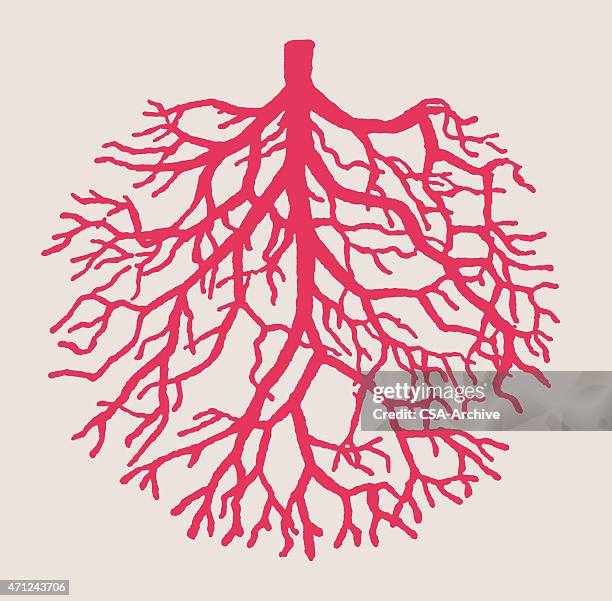 bildbanksillustrationer, clip art samt tecknat material och ikoner med illustration of pink tree roots making upsidedown tree shape - upside down