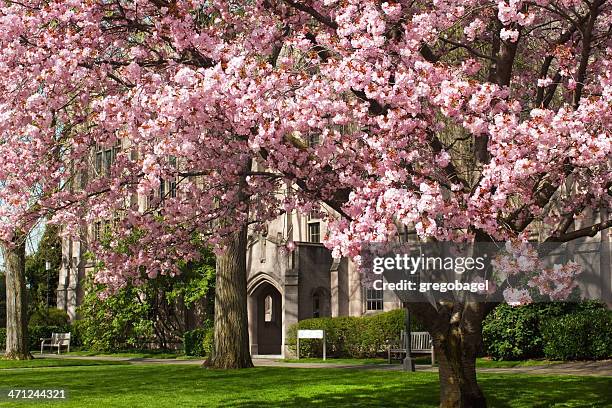 cerisiers à l'université de washington - university of washington photos et images de collection