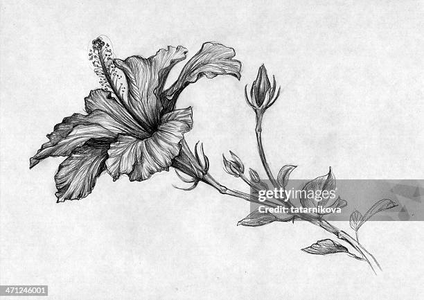 stockillustraties, clipart, cartoons en iconen met hibiscus flower (black-and-white) - potloodtekening