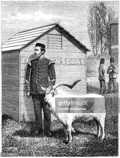 ilustraciones, imágenes clip art, dibujos animados e iconos de stock de cabra regimental mascot de pie de atención (victorian ilustración - barraca
