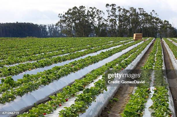 ripe strawberrys ready for harvest - strawberry field stock pictures, royalty-free photos & images