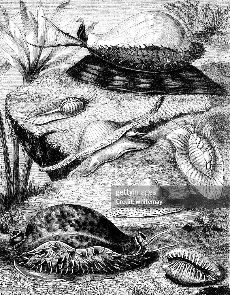 Seven varieties of cowries (Victorian engraving)