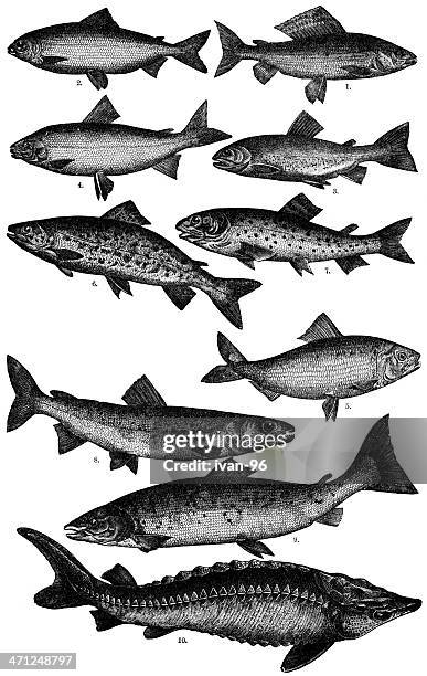 fish - herring stock illustrations