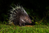 Nocturnal animals Malayan porcupine