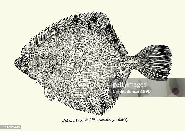 arctic flounder fish - flounder stock illustrations