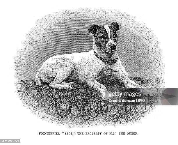 fox terrier - fox terrier stock illustrations