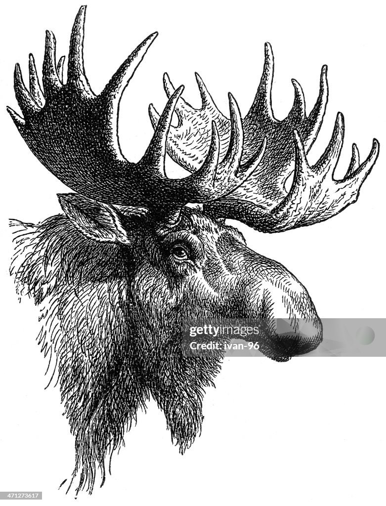 Elk`s head