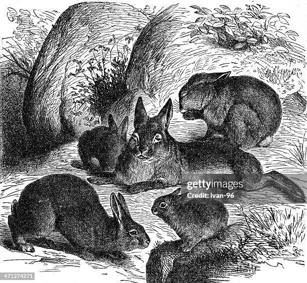 Rabbits Pests Photos and Premium High Res Pictures - Getty Images