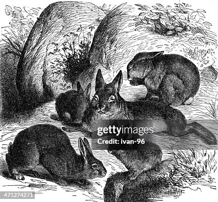 Rabbits Rabbits