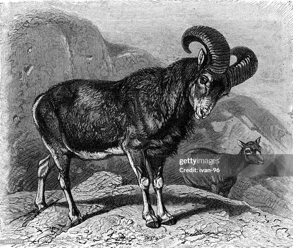 Argali