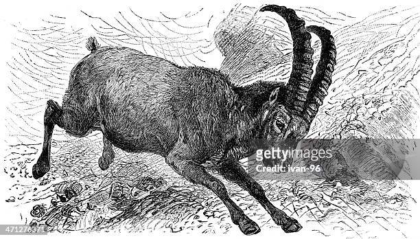 stockillustraties, clipart, cartoons en iconen met alpine ibex - ram