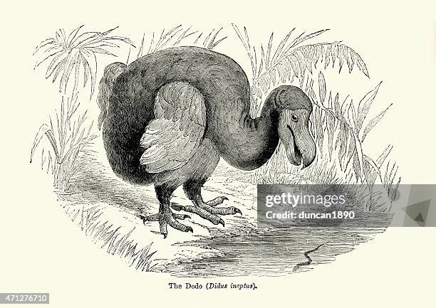 the dodo (raphus cucullatus) - dodo stock illustrations