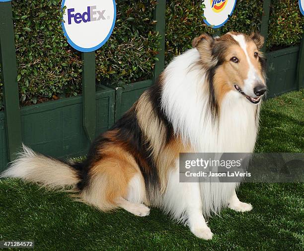 345 Lassie The Dog Stock Photos, High-Res Pictures, and Images - Getty  Images