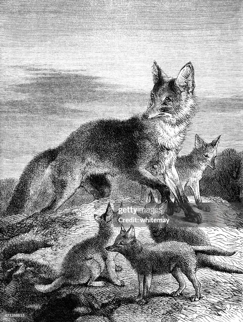 Vixen with cubs (Victorian engraving)