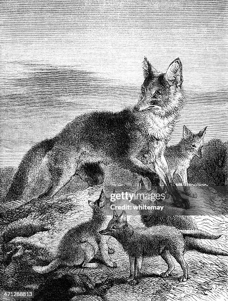 vixen with cubs (victorian engraving) - red fox stock illustrations